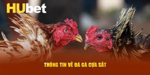 Đá Gà Cựa Sắt Hubet: Những Điều Cần Biết Trước Khi Tham Gia